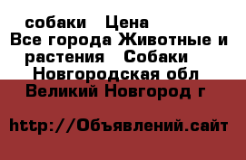 собаки › Цена ­ 2 500 - Все города Животные и растения » Собаки   . Новгородская обл.,Великий Новгород г.